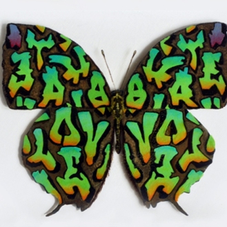 Graffiti Butterfly